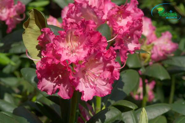 Rhododendron Rosita
